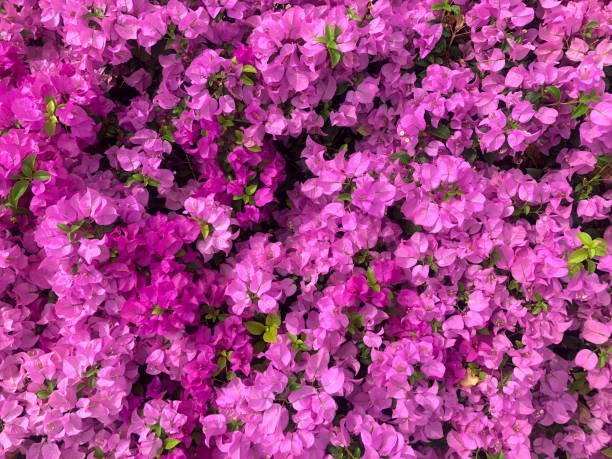 Bougainvillier rose